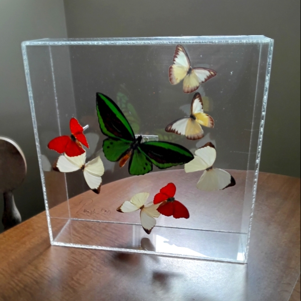 Real Butterfly Art Signed By Artist In Acrylic Wall Case 10x10x3